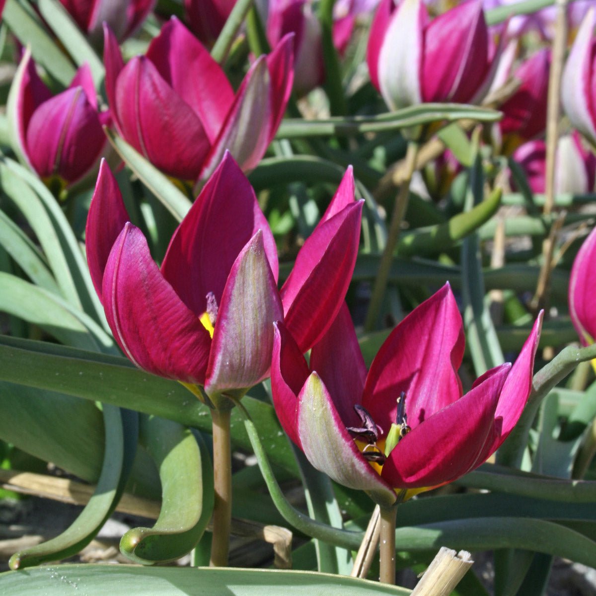 humilis Persian Pearl - Tulips - Fluwel