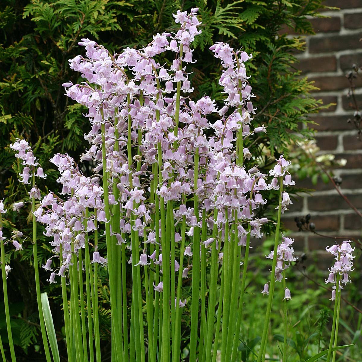 Hyacinthoides hispanica Rose Queen - Spring specialty bulbs - Fluwel