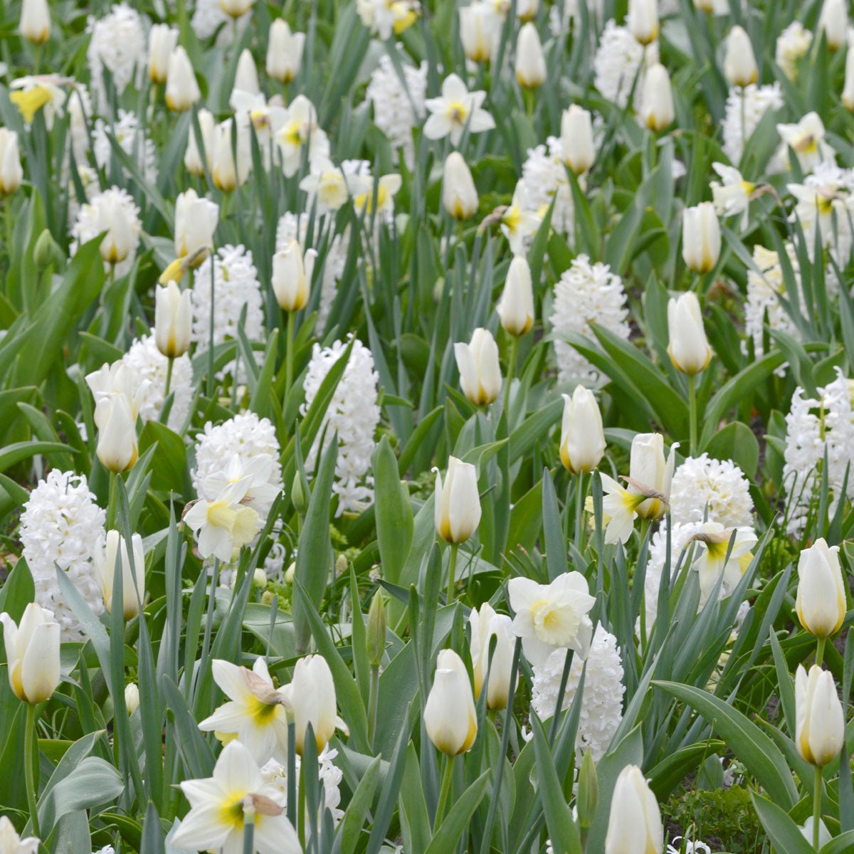 Hyacinthus Aiolos - Hyacinths - Fluwel