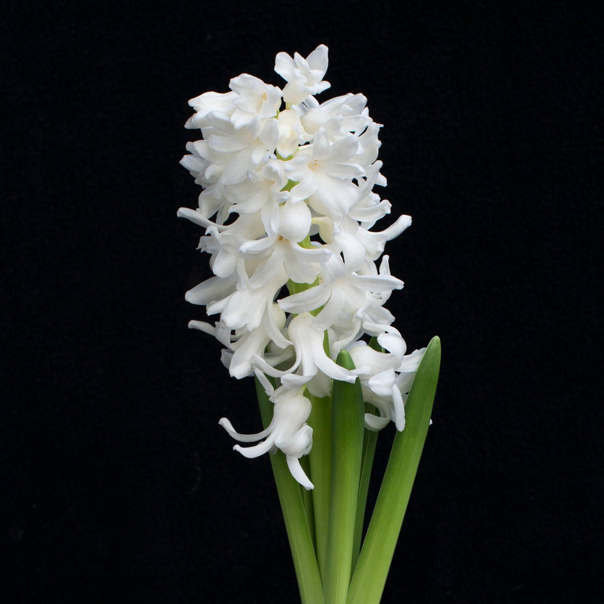 Hyacinthus Aiolos - Hyacinths - Fluwel