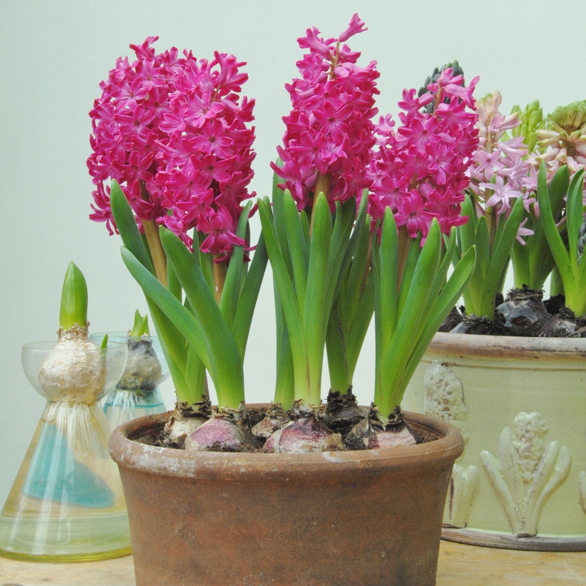 Hyacinthus Jan Bos - Hyacinths - Fluwel