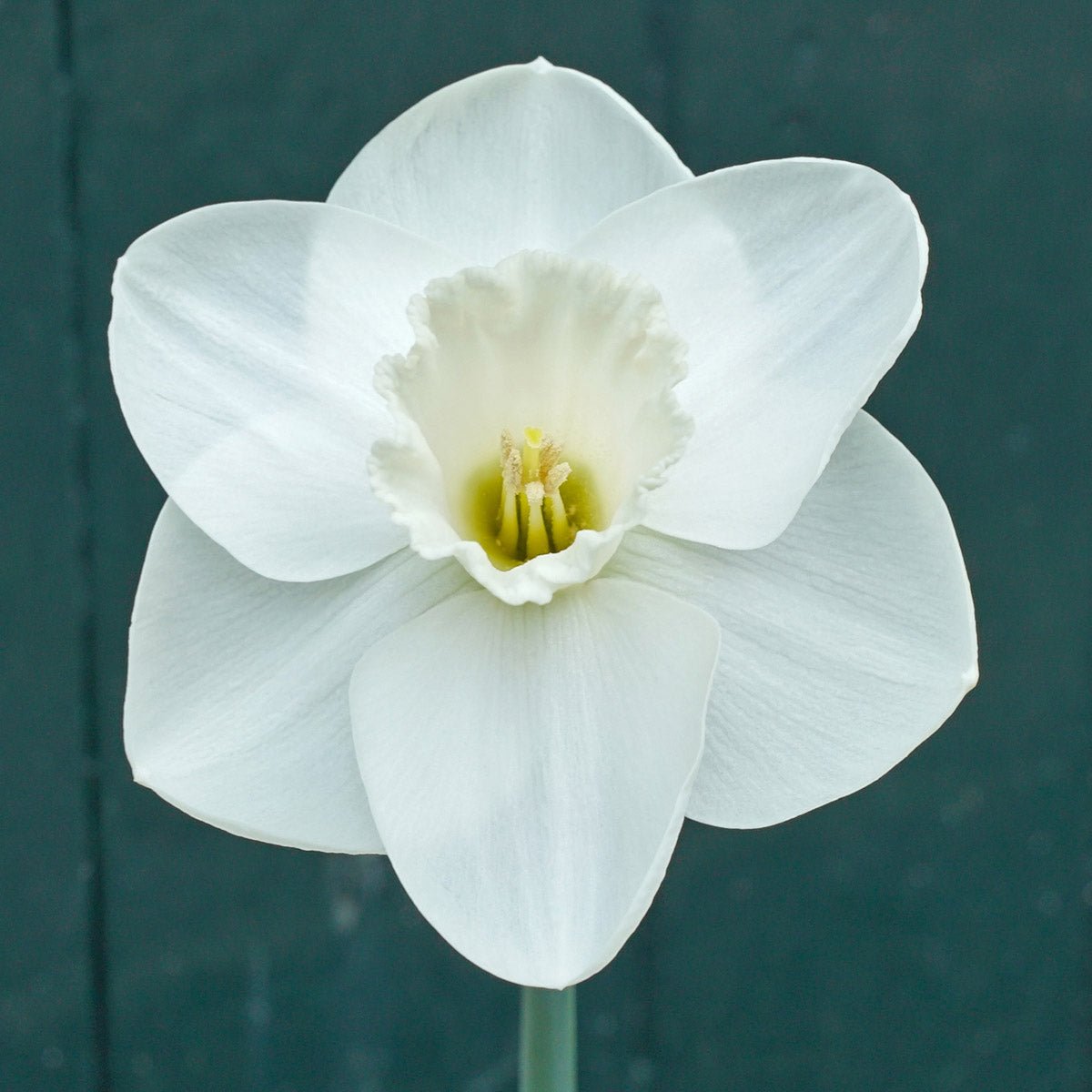 I Love You - Special Narcissus - Fluwel