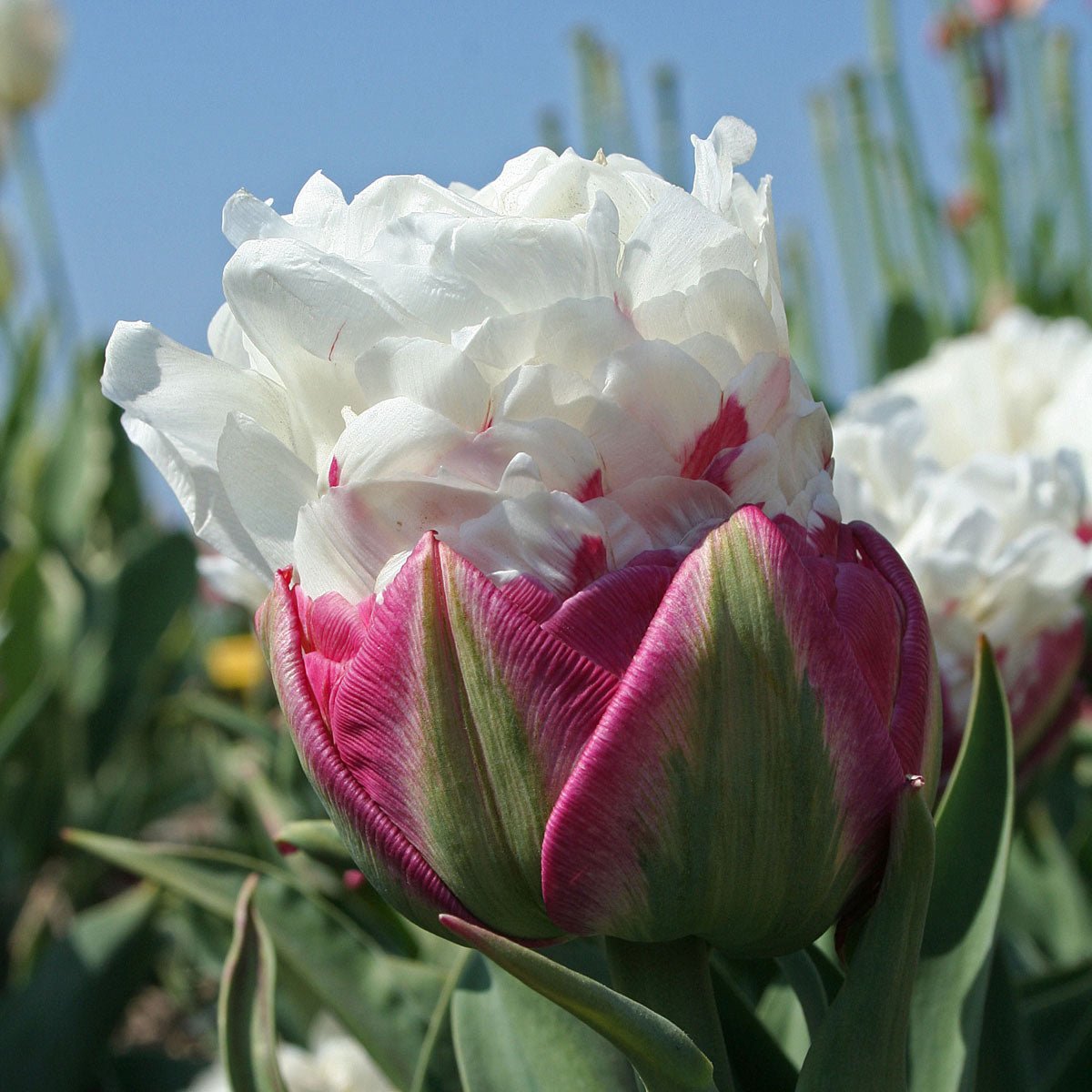 Ice Cream - Tulips - Fluwel