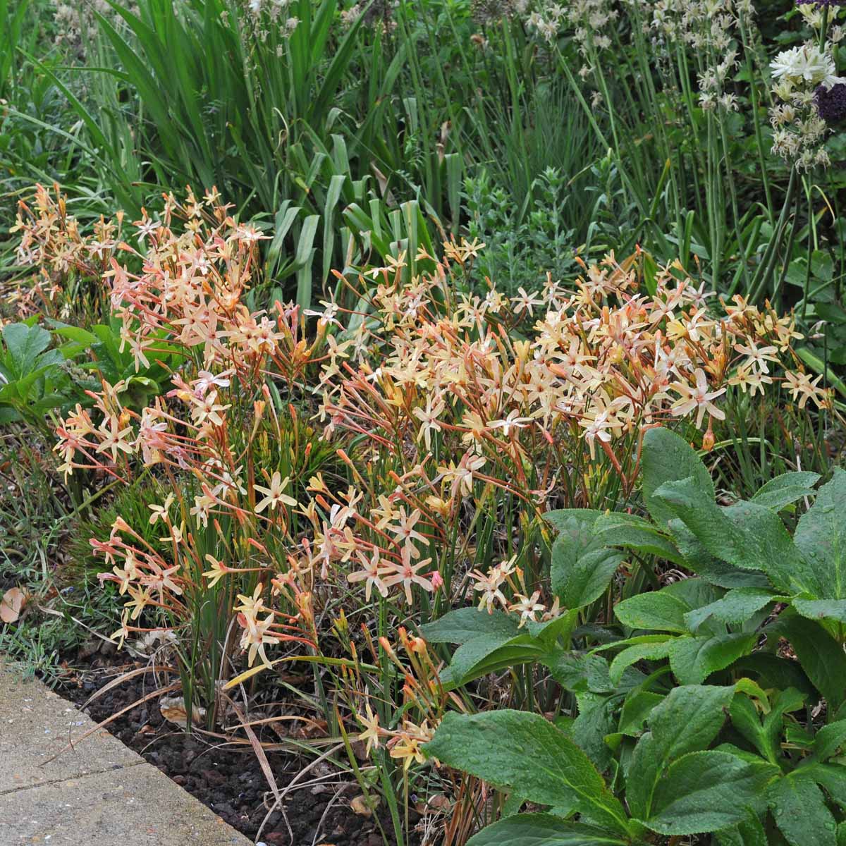 Ixia paniculata Eos - Spring specialty bulbs - Fluwel