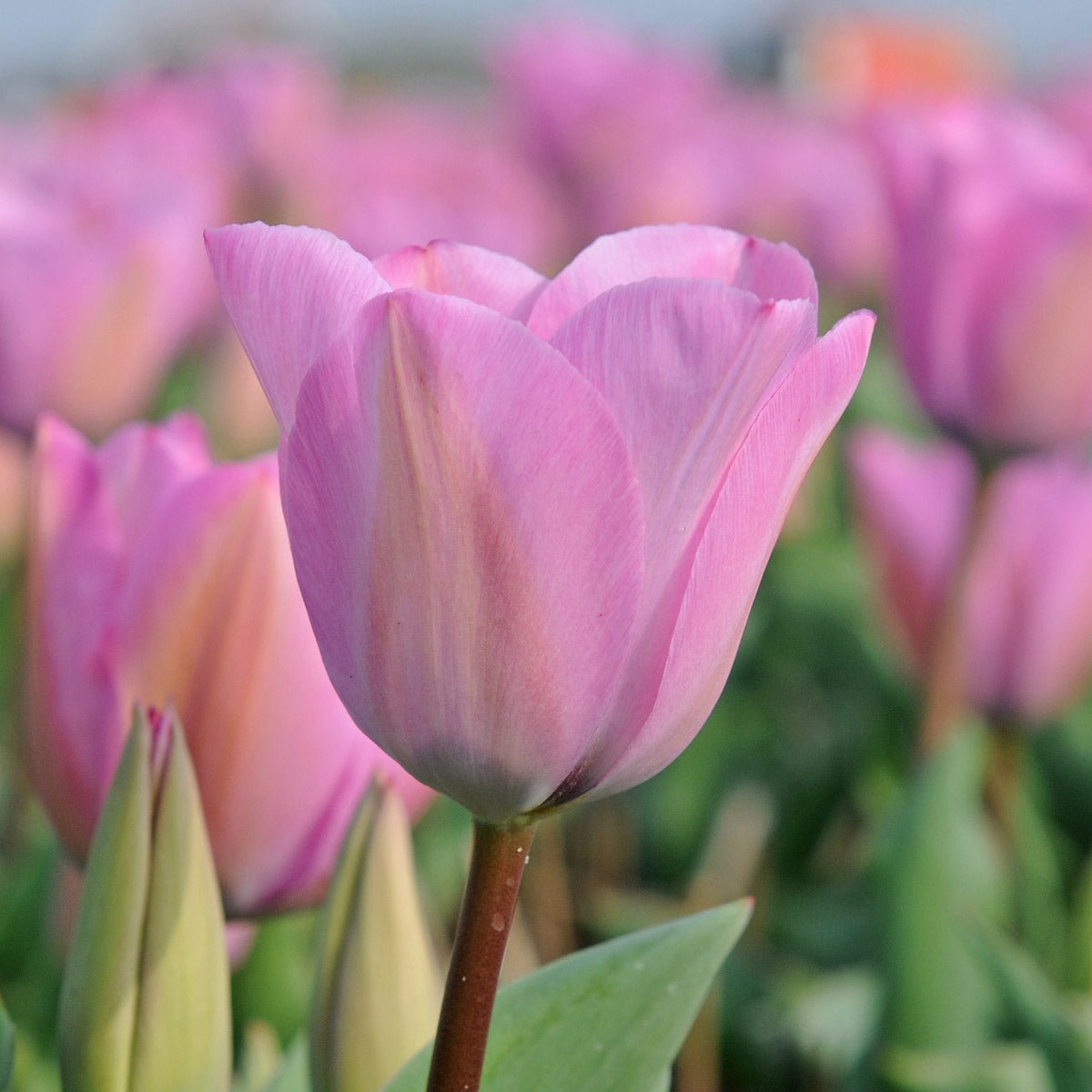 Janis Joplin - Tulips - Fluwel