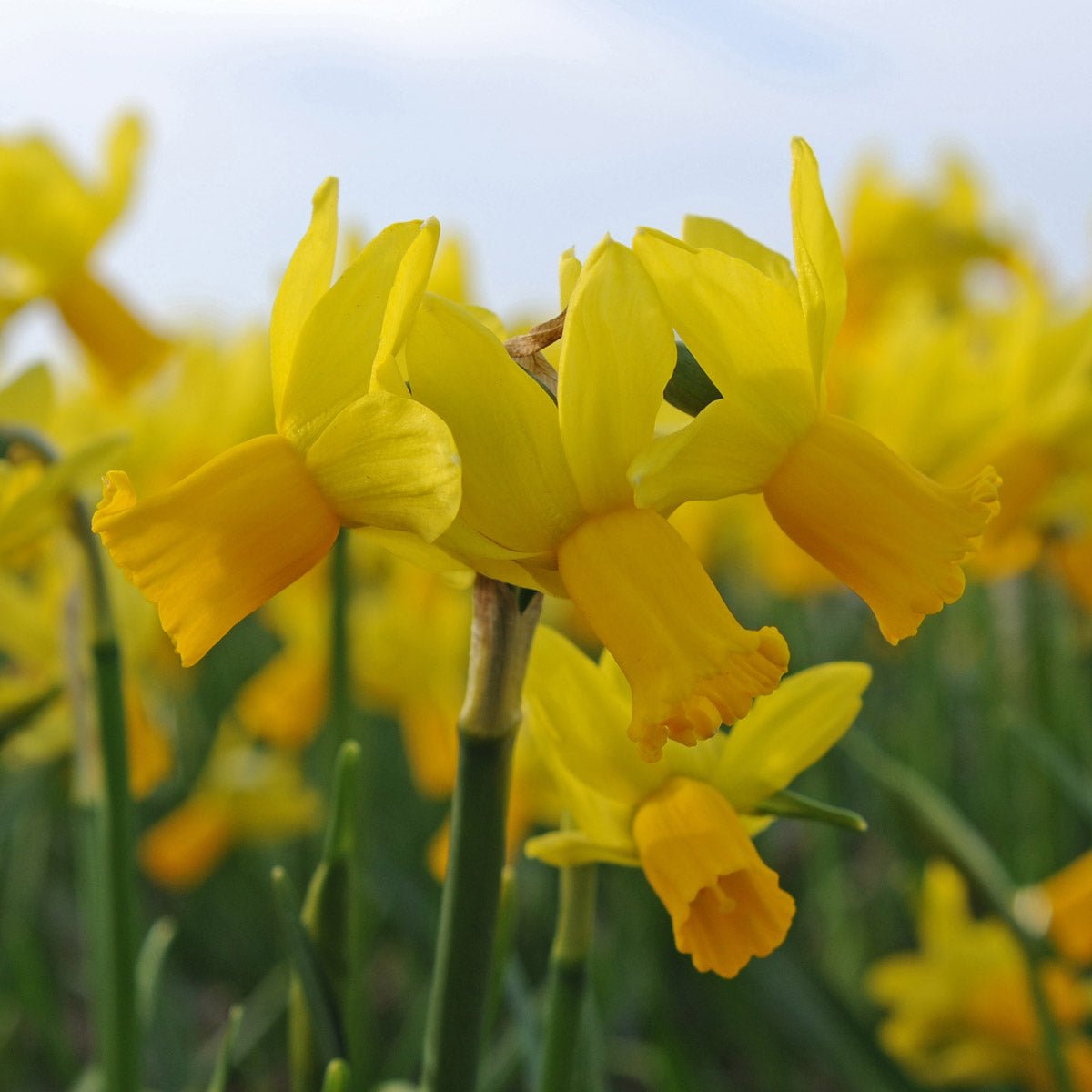 Jumblie - Special Narcissus - Fluwel