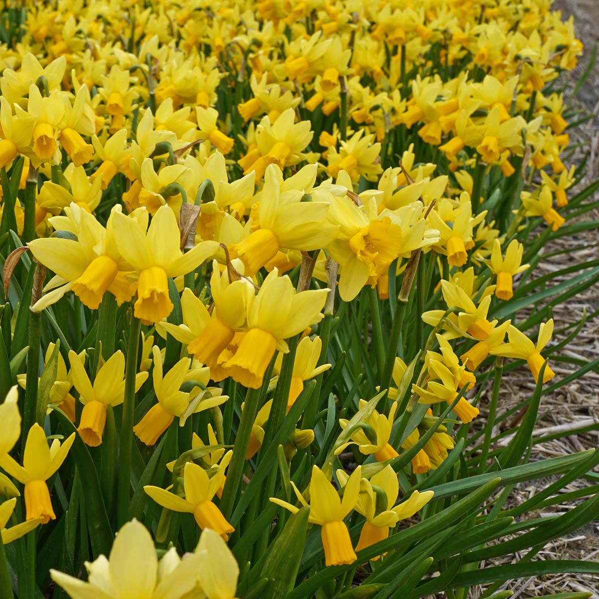Jumblie - Special Narcissus - Fluwel