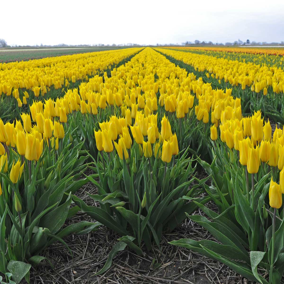 La Perla - Tulips - Fluwel