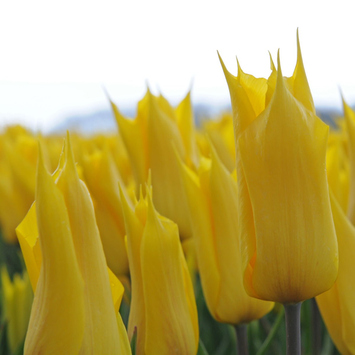La Perla - Tulips - Fluwel