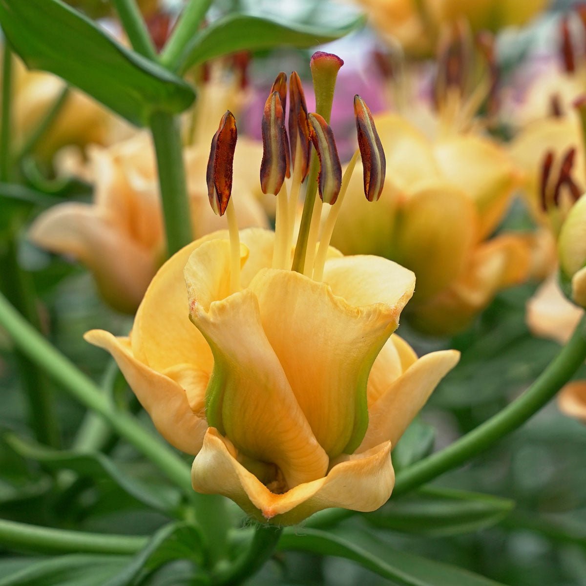 Lilium Apricot Fudge - Lilies - Fluwel