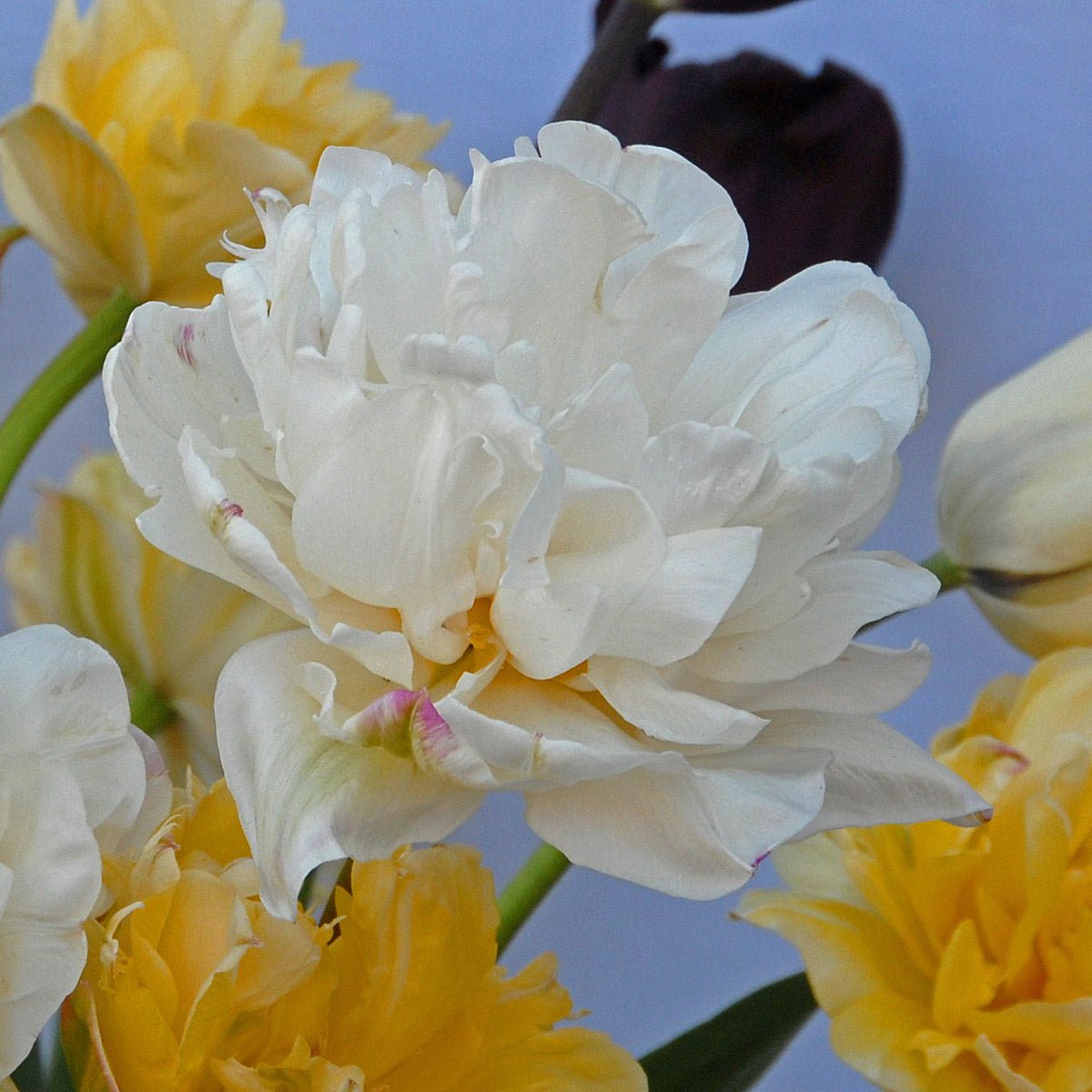 Mount Tacoma - Tulips - Fluwel