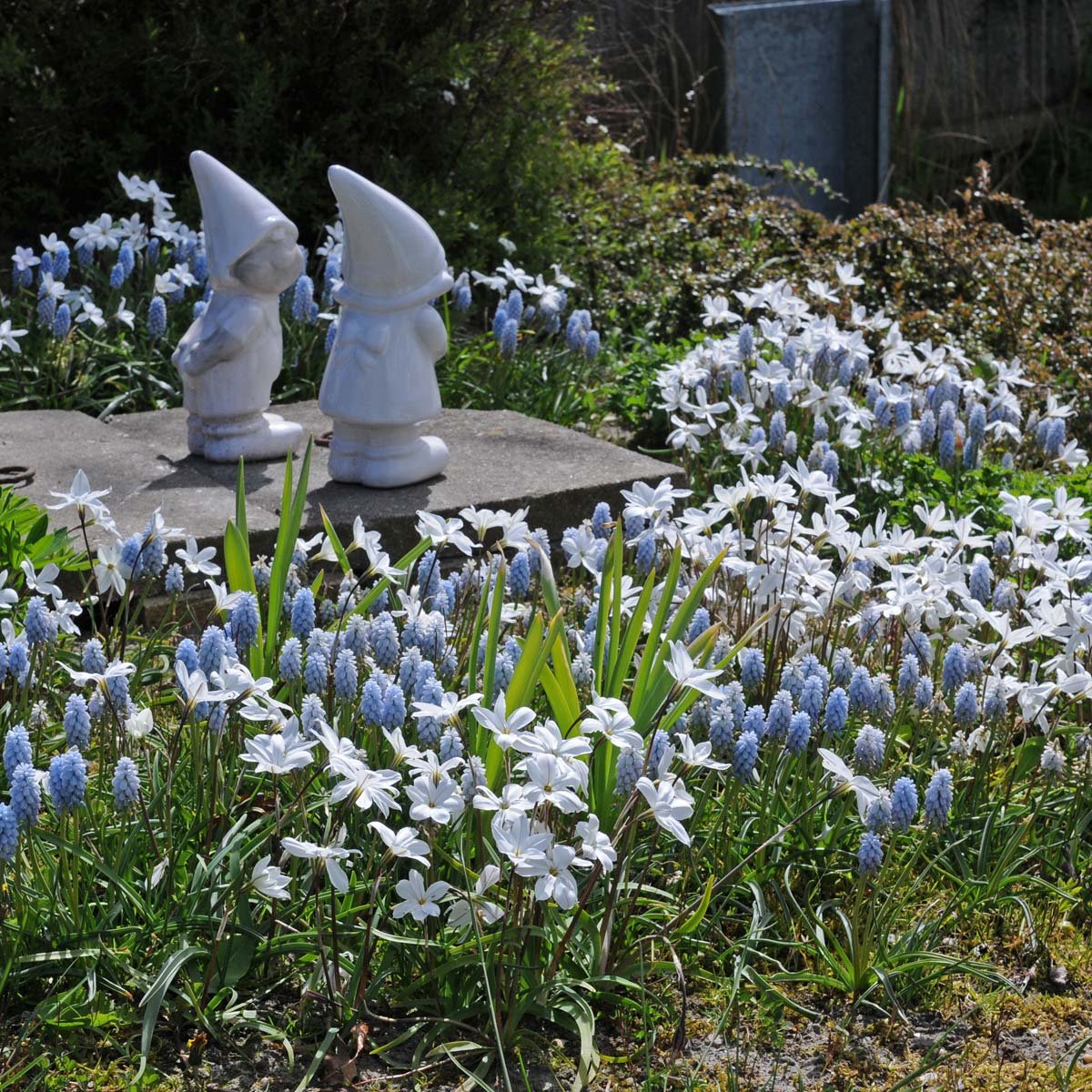 Muscari Baby's Breath - Spring specialty bulbs - Fluwel