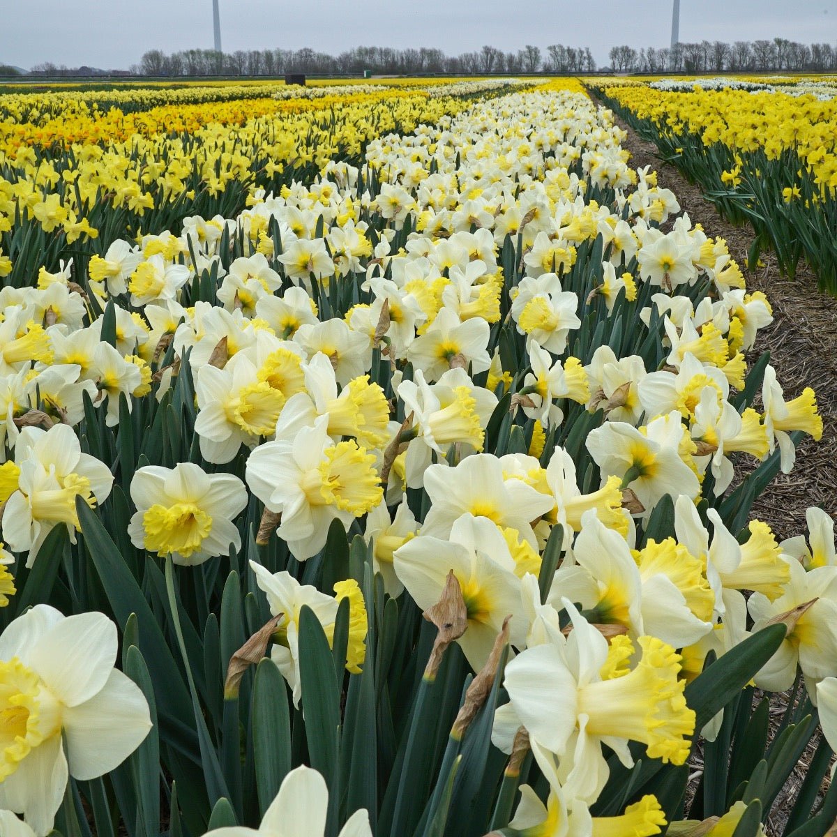 My Dearest - Special Narcissus - Fluwel