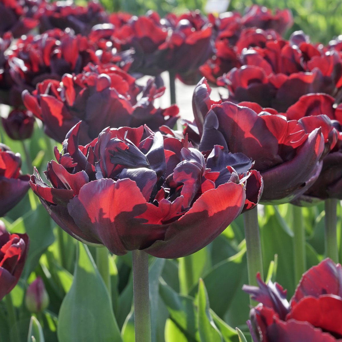 Palmyra - Tulips - Fluwel