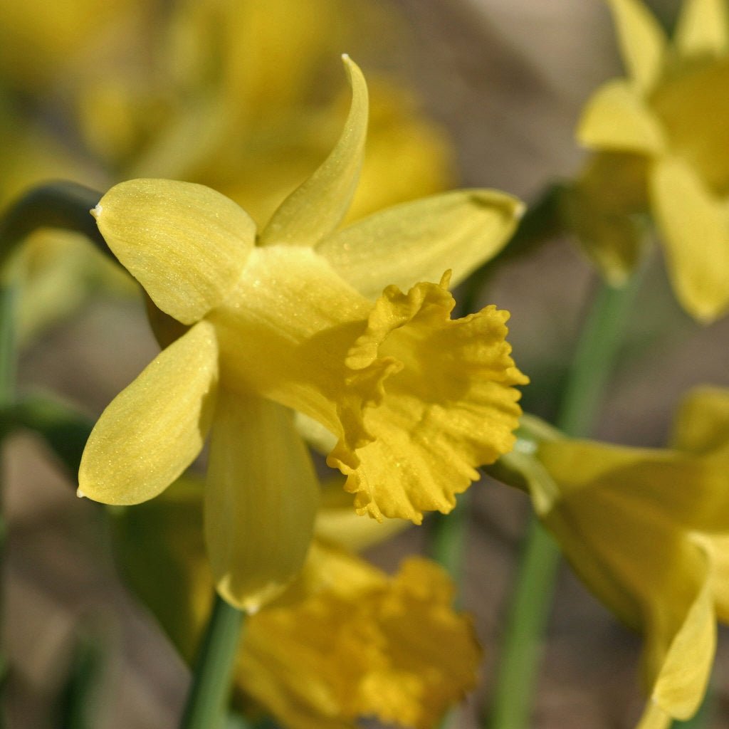 Piccolini - Narcissus - Fluwel