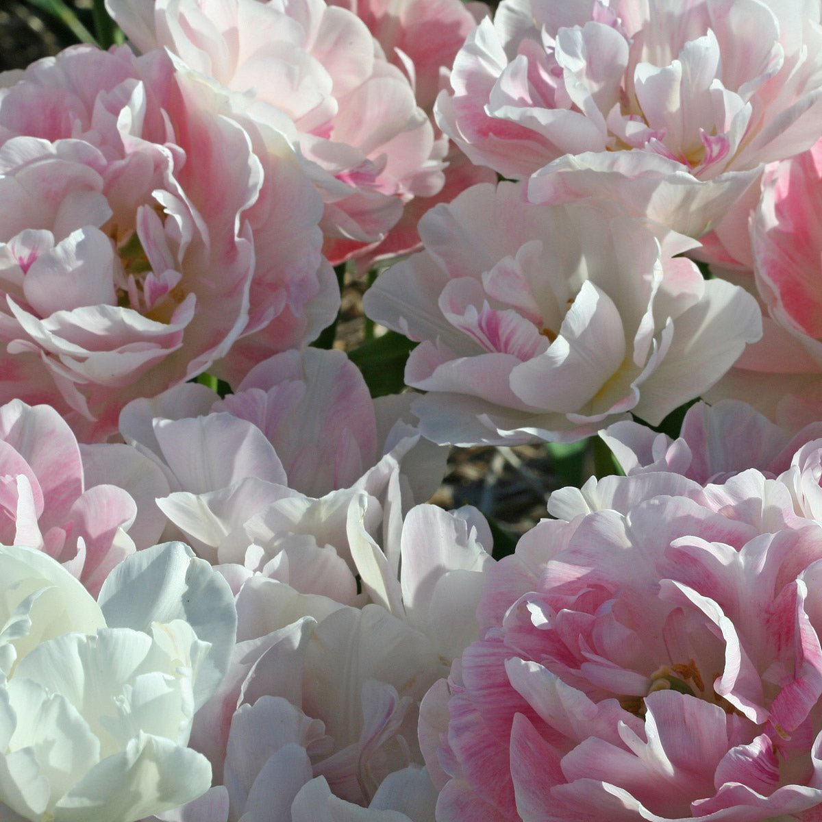 Pink Cloud - Mixes - Fluwel