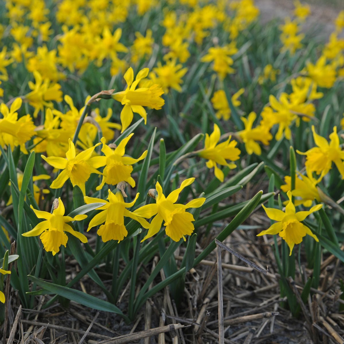 pumilus - Special Narcissus - Fluwel