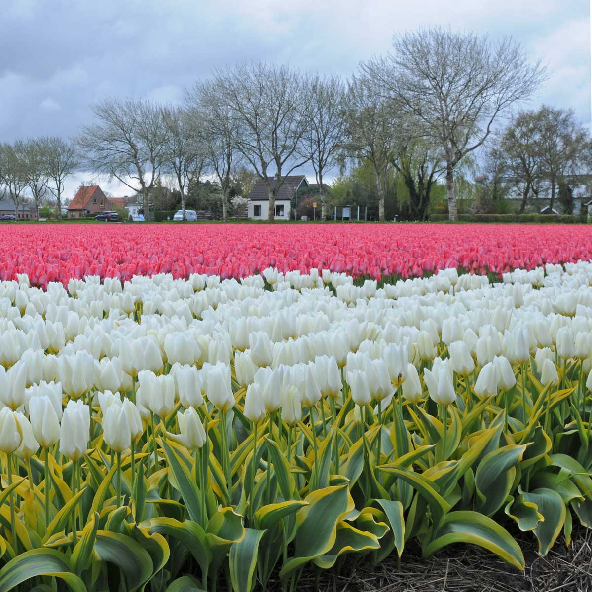 Purissima Blonde - Tulips - Fluwel