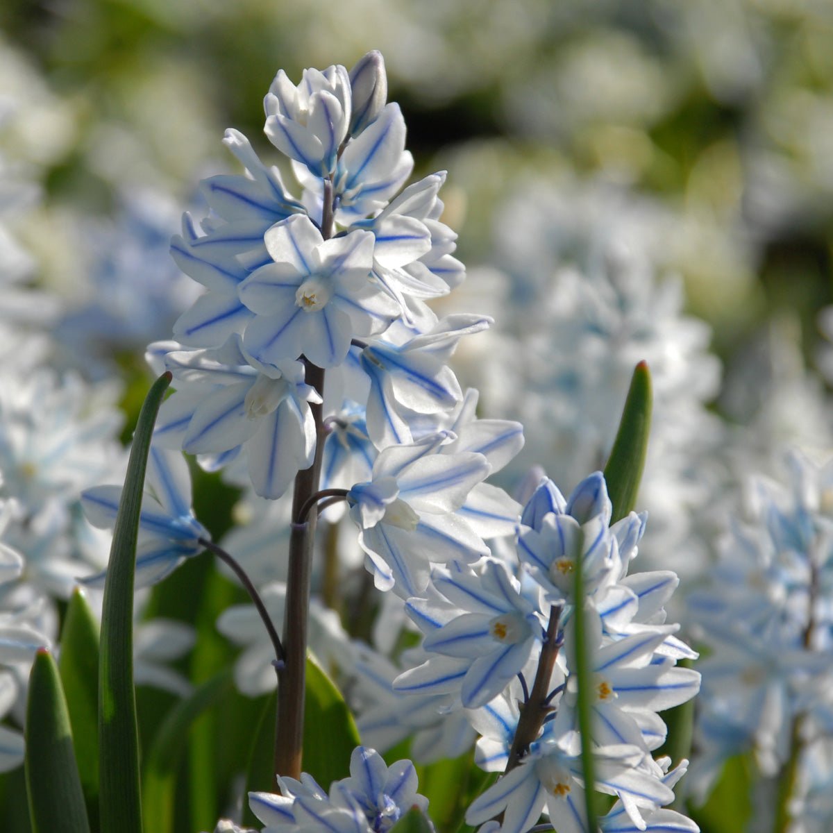 Puschkinia scilloides var. libanotica - Spring specialty bulbs - Fluwel