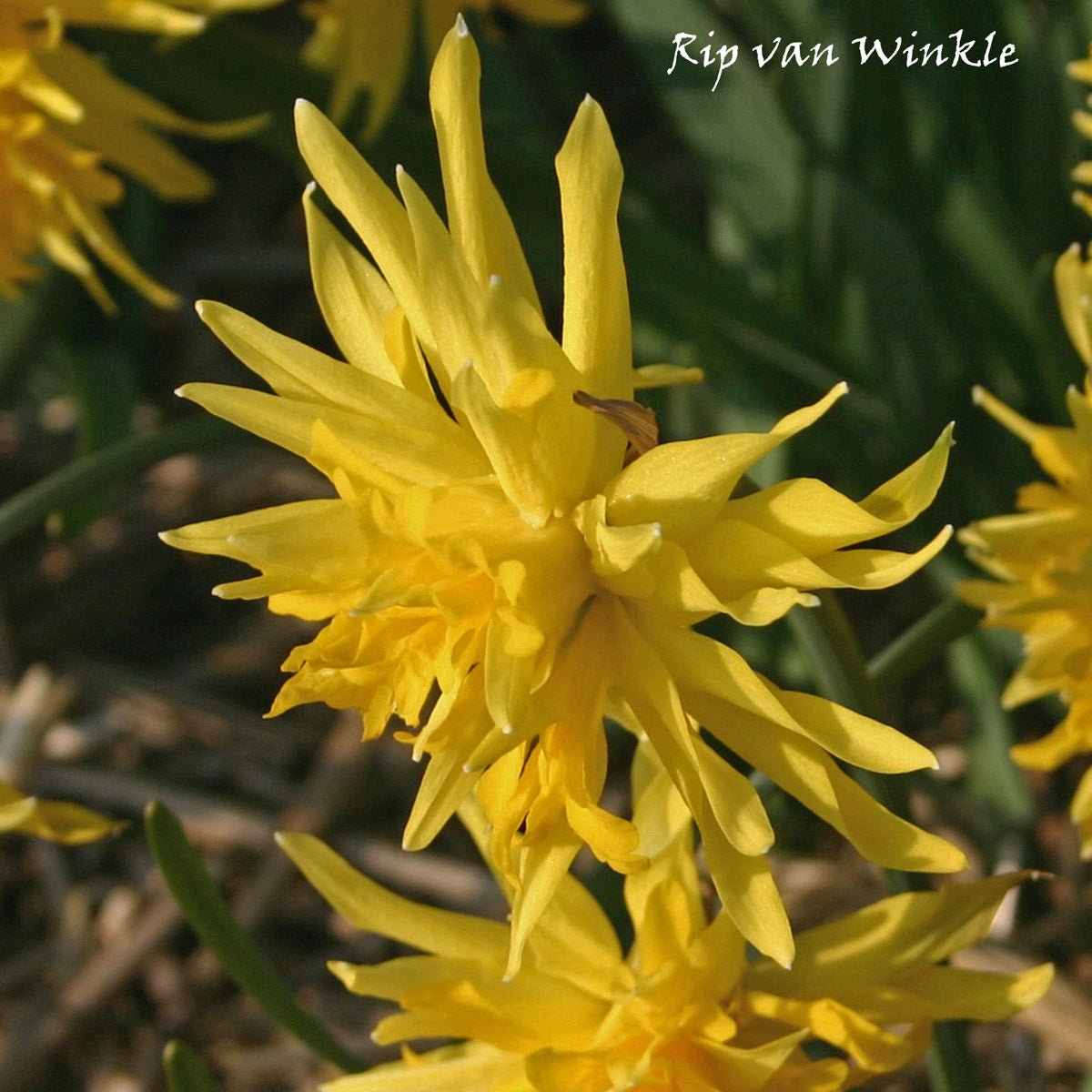 Rip van Winkle - Narcissus - Fluwel