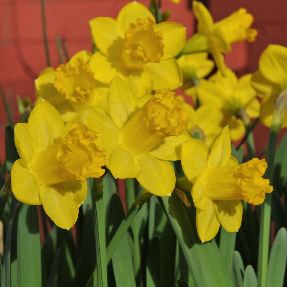 Roundita - Special Narcissus - Fluwel