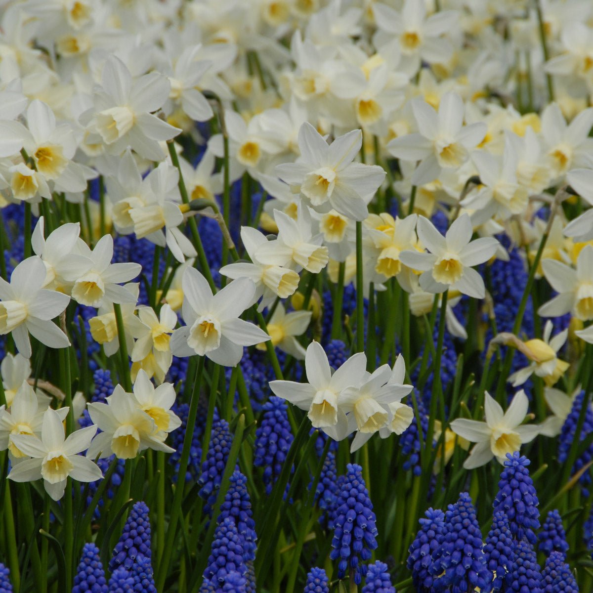 Sailboat - Narcissus - Fluwel