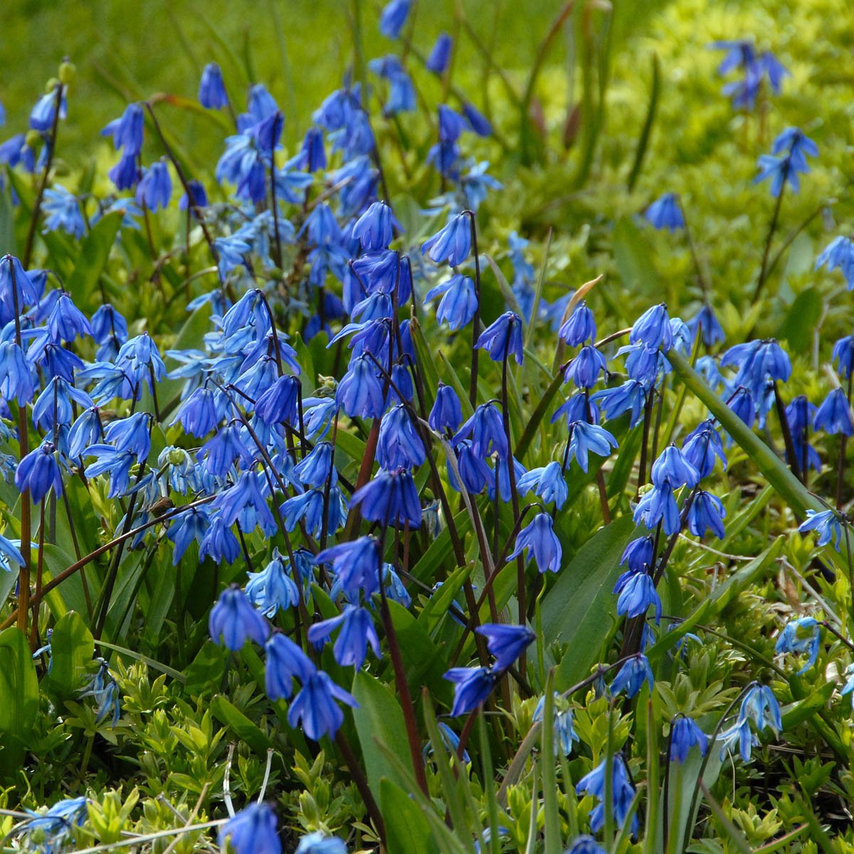 Scilla siberica - Spring specialty bulbs - Fluwel