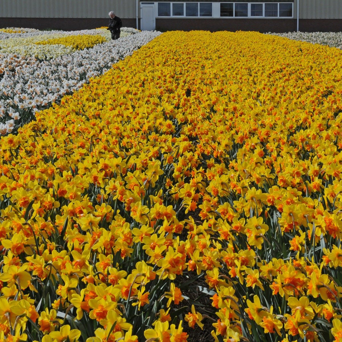 Sizzling Fire - Narcissus - Fluwel