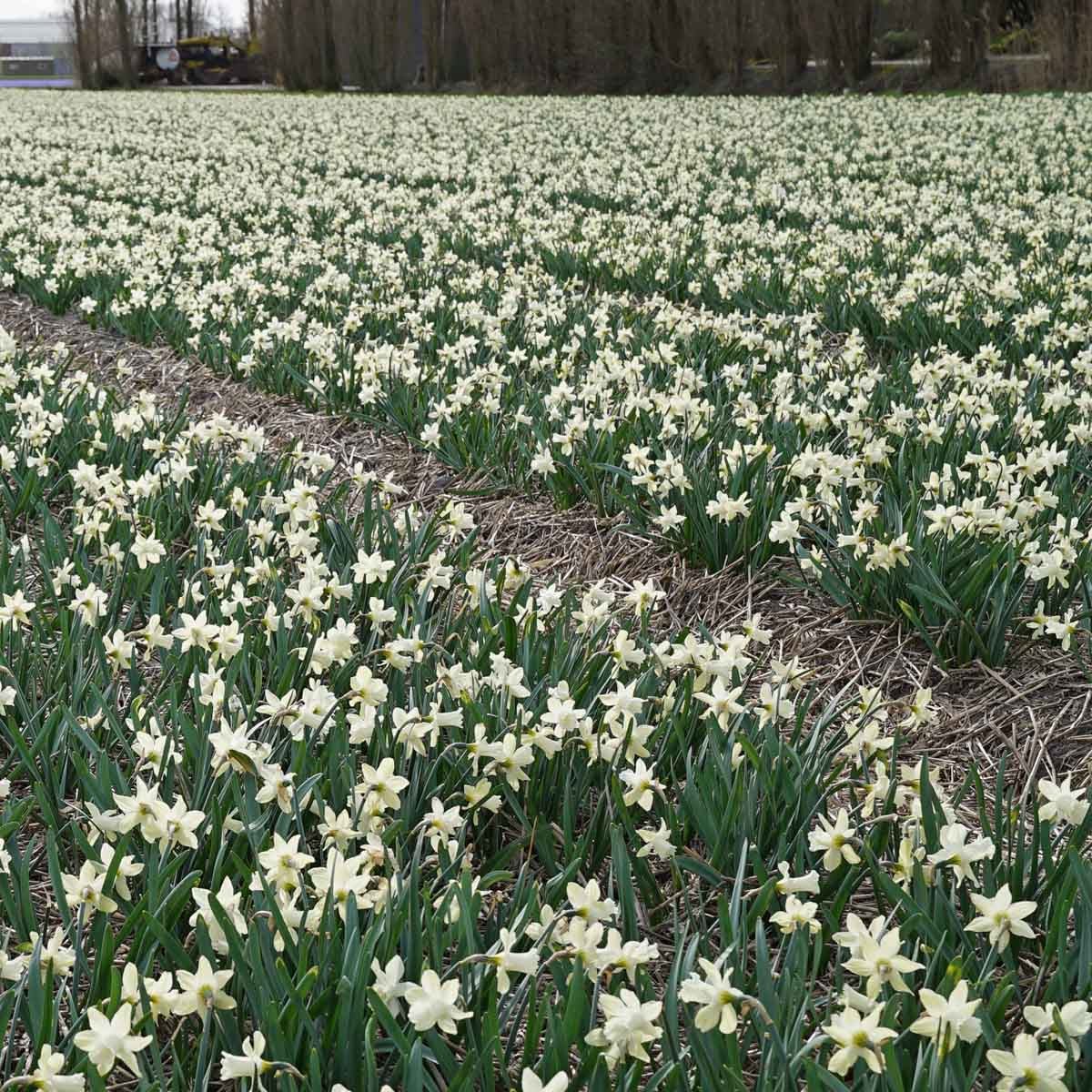 Snow Baby - Narcissus - Fluwel