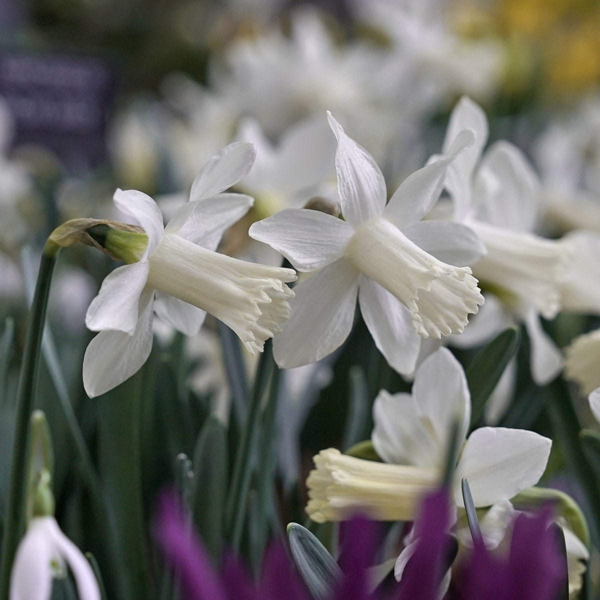 Snow Baby - Narcissus - Fluwel