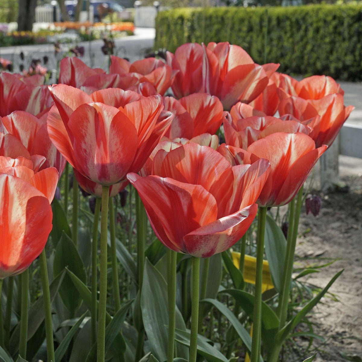 Spryng Break - Tulips - Fluwel