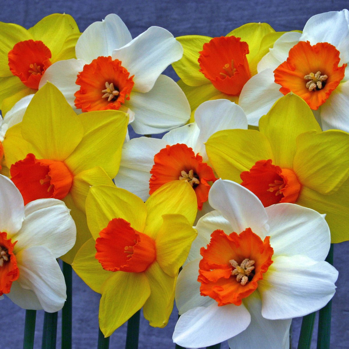 Sunshine Boys™ - Mixes - Fluwel