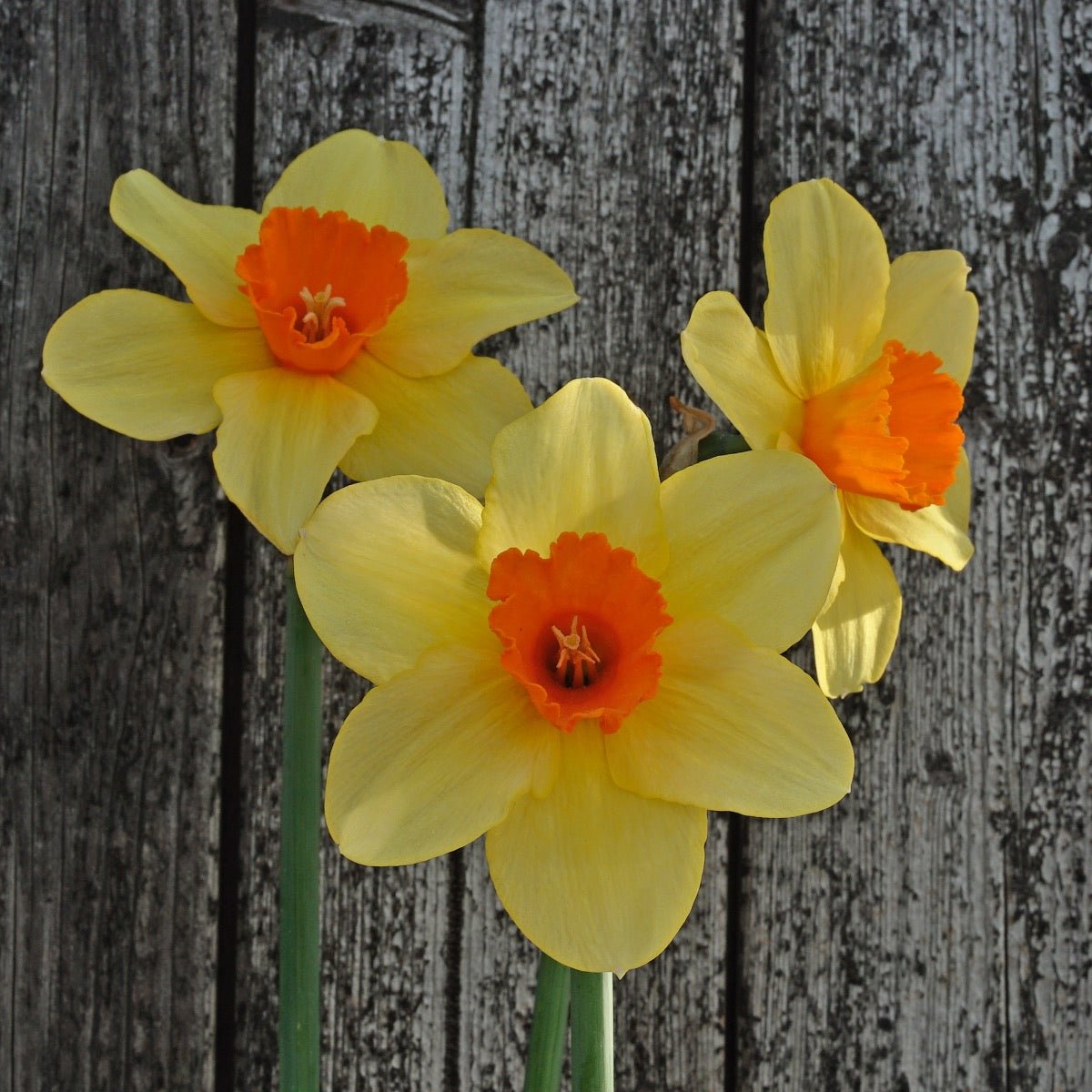Texel Sun - Narcissus - Fluwel