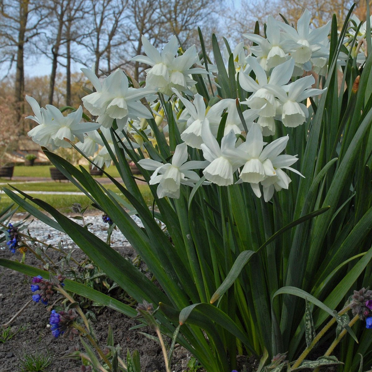 Thalia - Narcissus - Fluwel