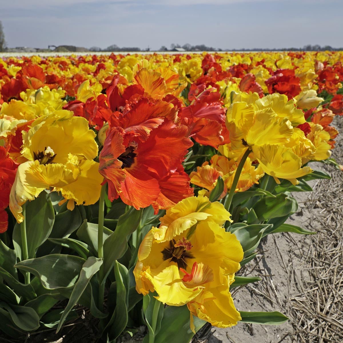 Tukano™ - Tulips - Fluwel
