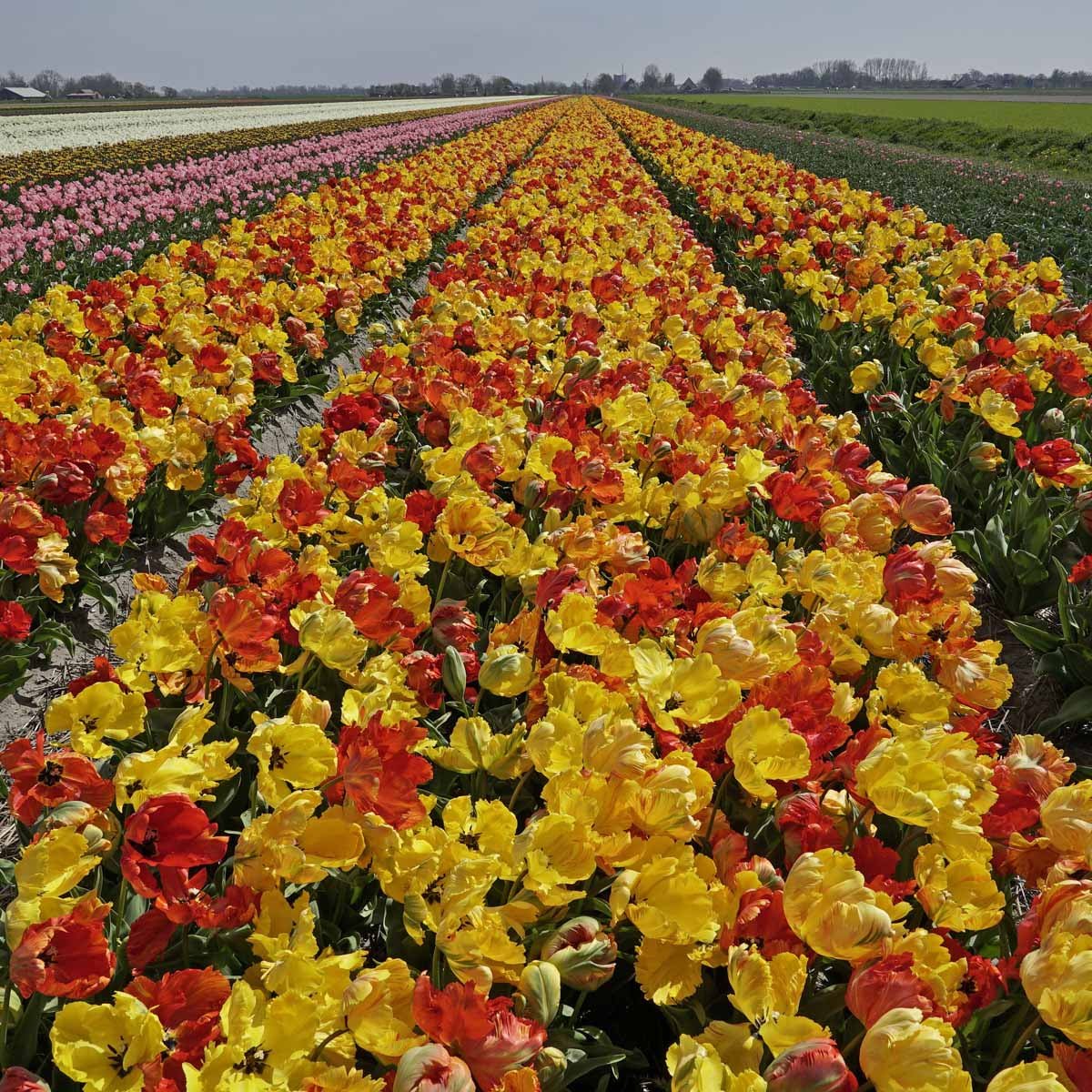 Tukano™ - Tulips - Fluwel