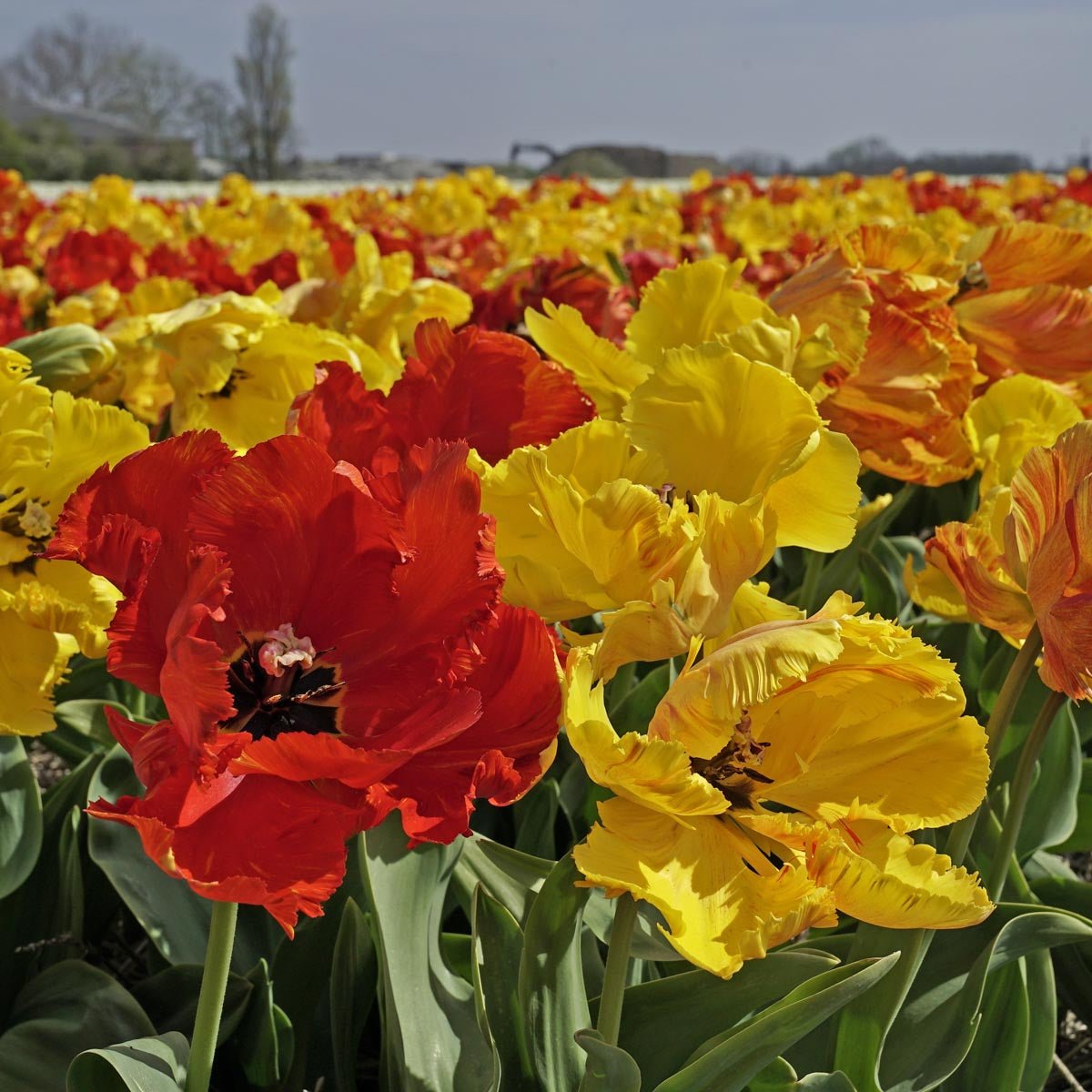 Tukano™ - Tulips - Fluwel