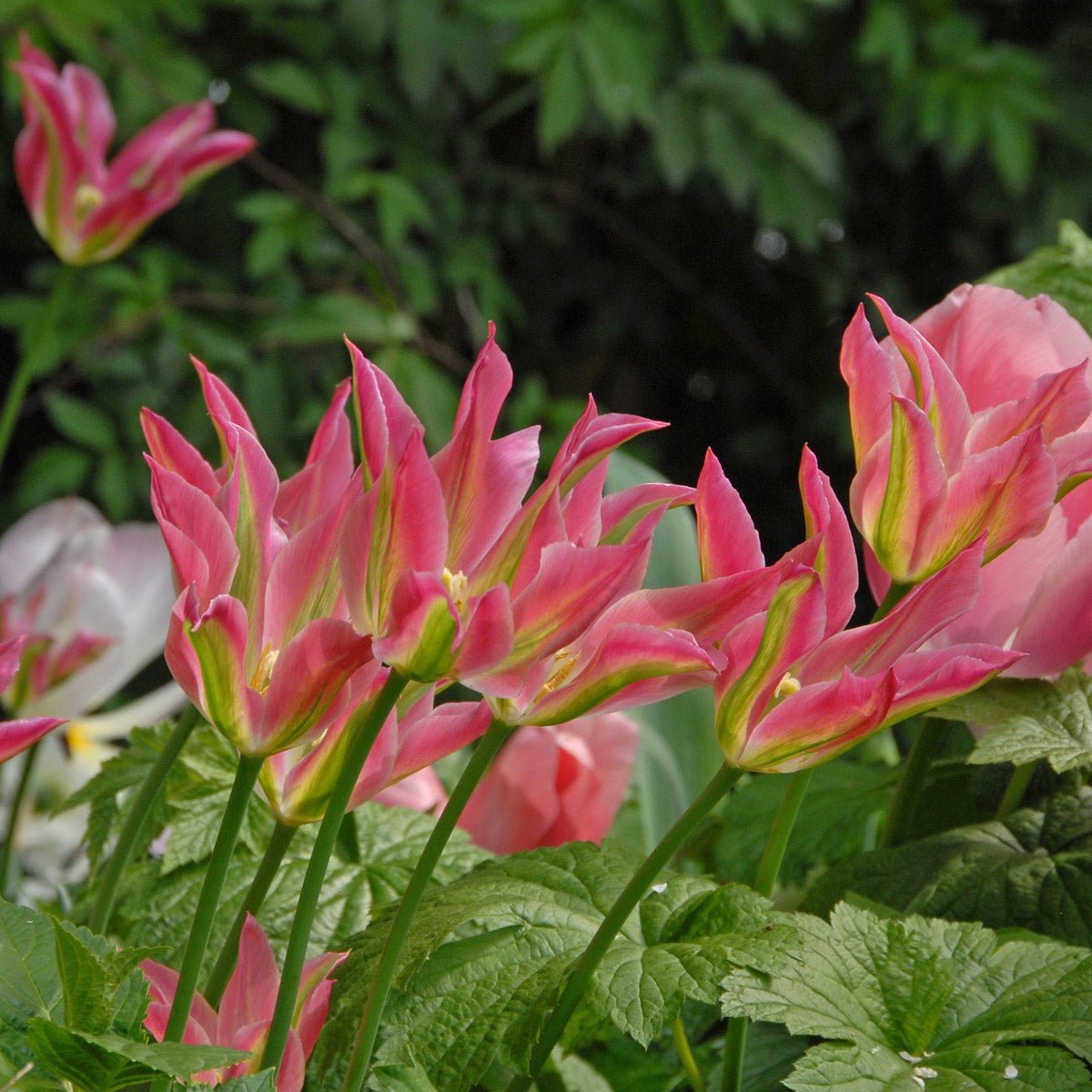 Virichic - Tulips - Fluwel