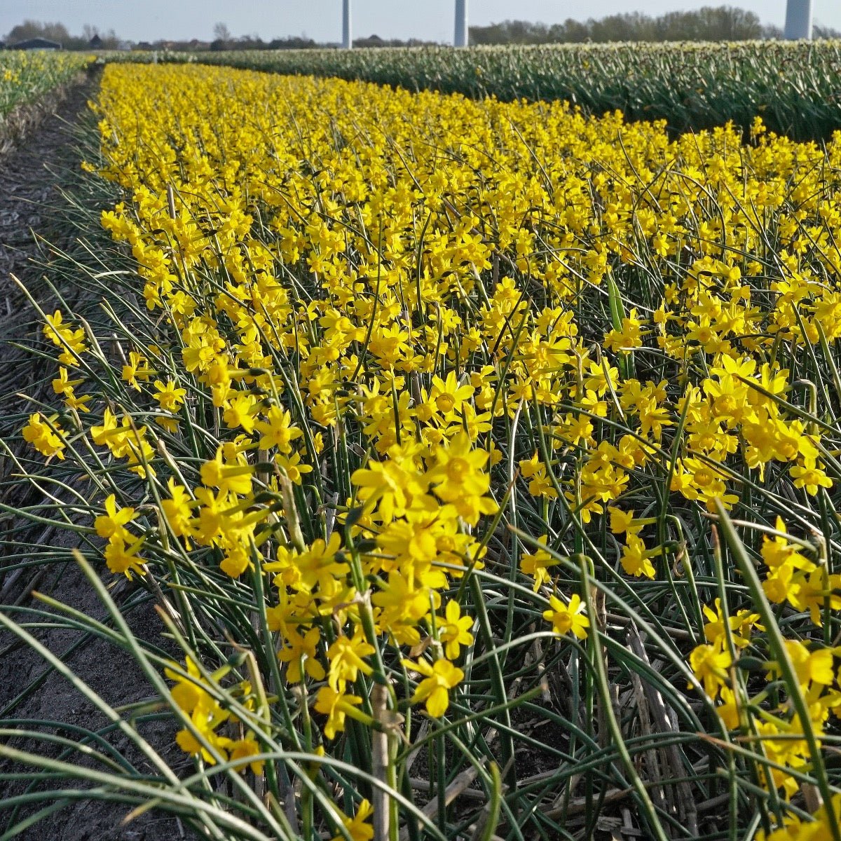 Willkommii - Narcissus - Fluwel