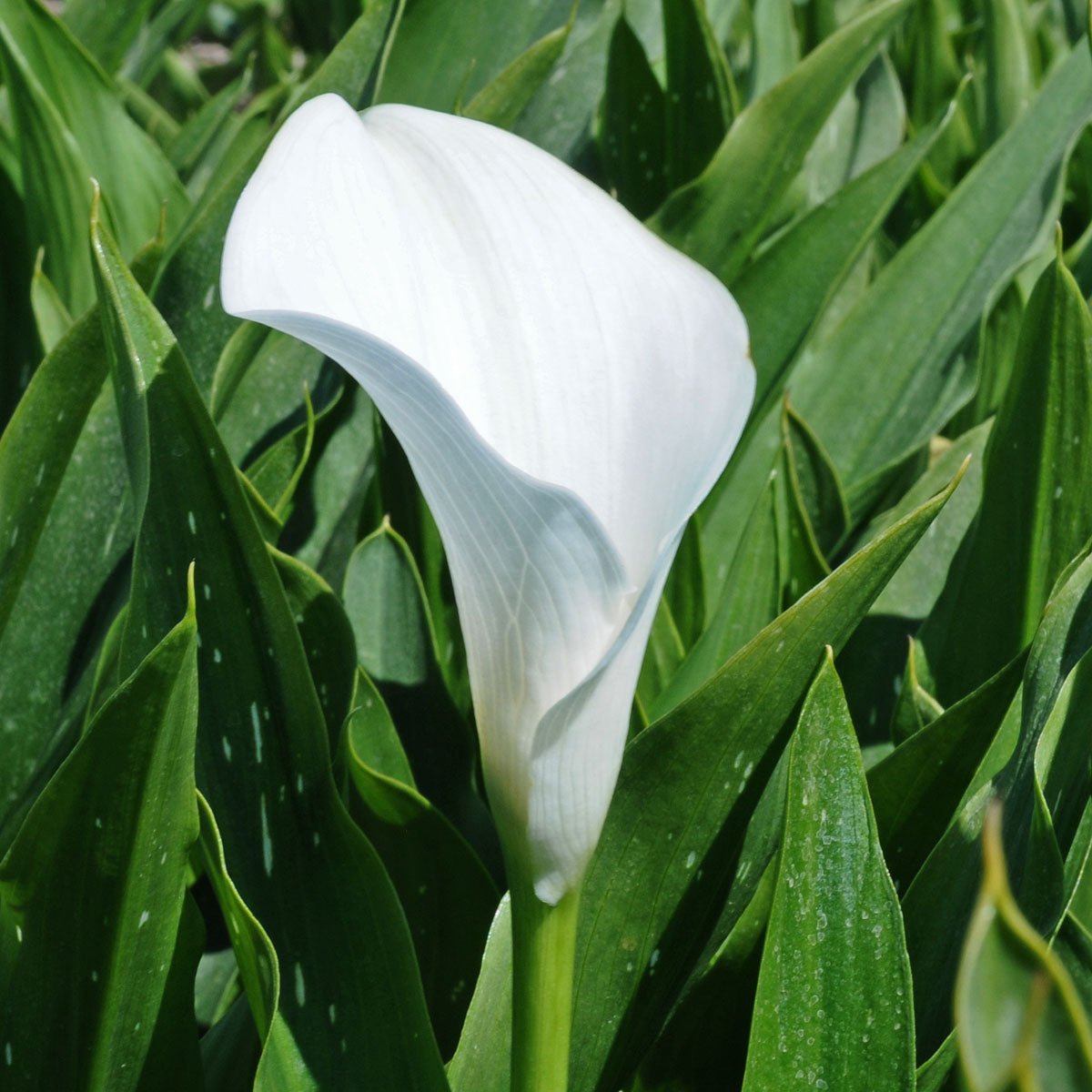 Zantedeschia Captain Fresco - Zantedeschias - Fluwel