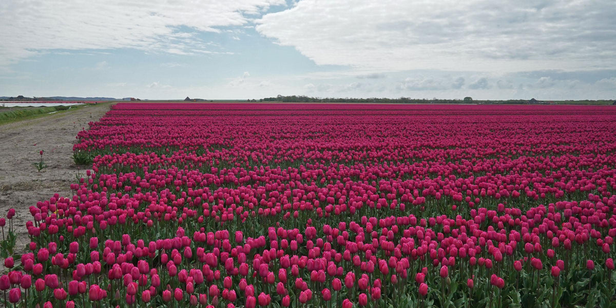 Dahlia’s nog een paar dagen beschikbaar. - fluwelnl