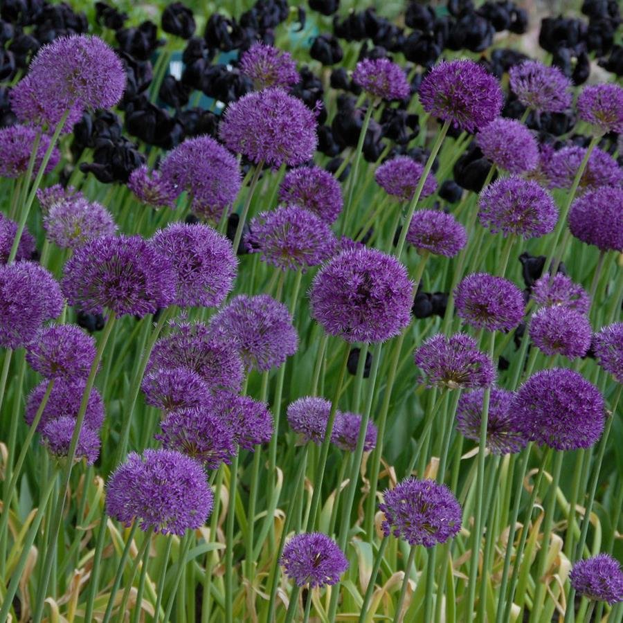 De allium, een weergaloze bloembol! - fluwelnl