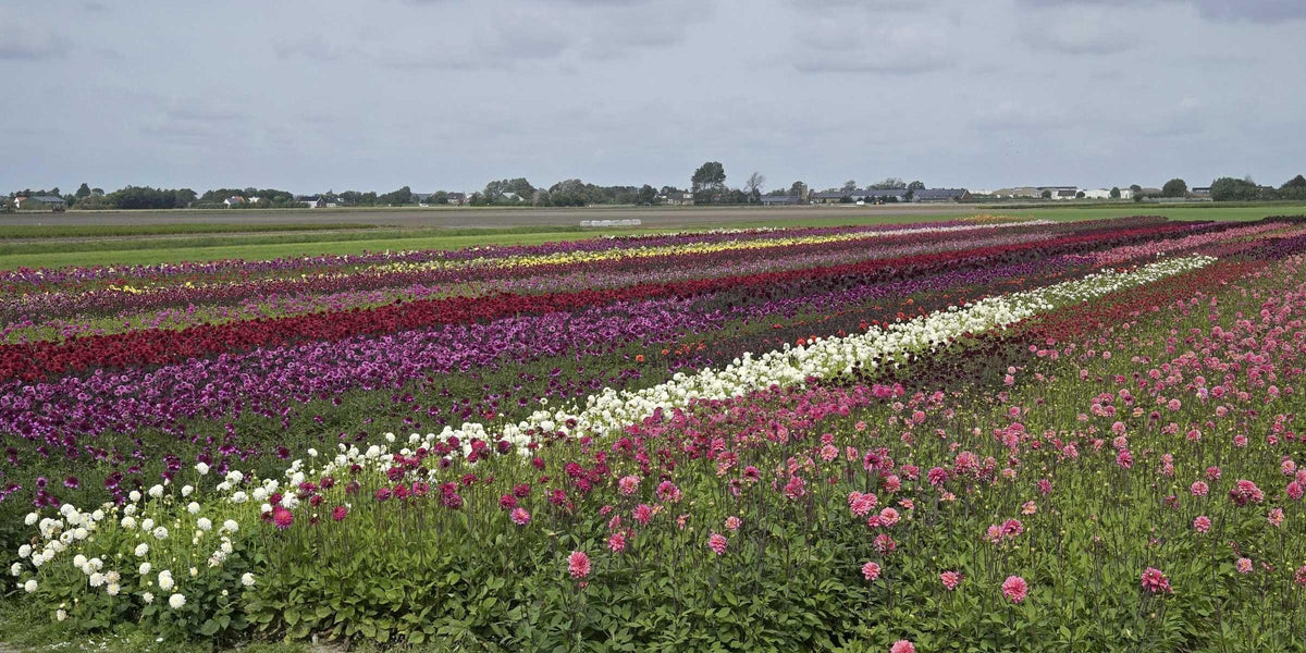 De Dahlia - fluwelnl