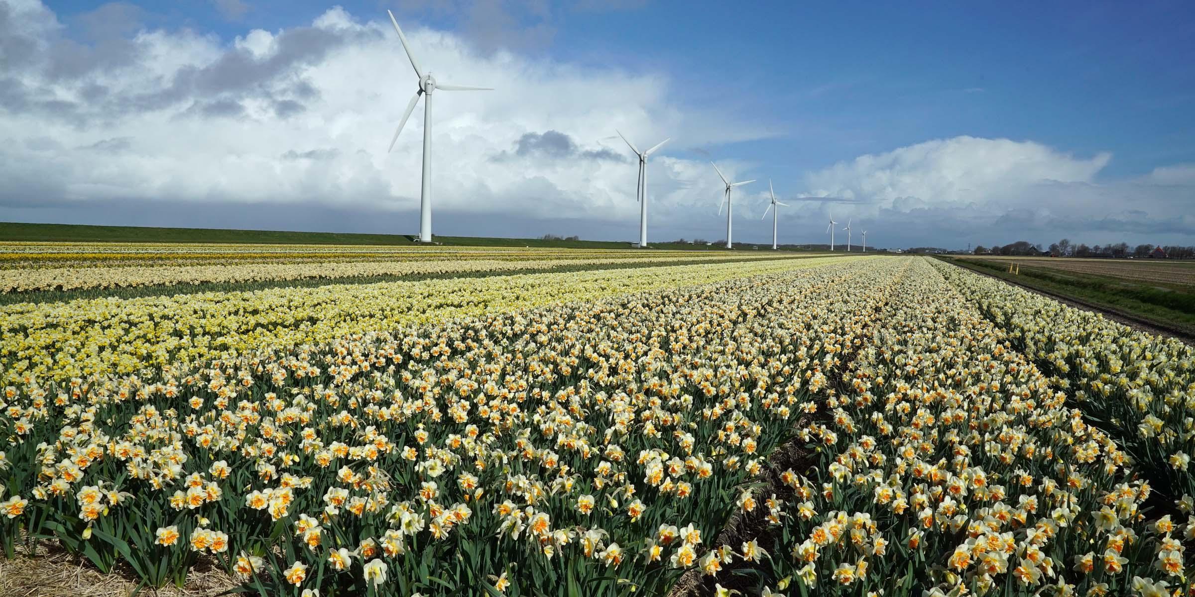De Narcis, de bloem van het Paasfeest. - fluwelnl