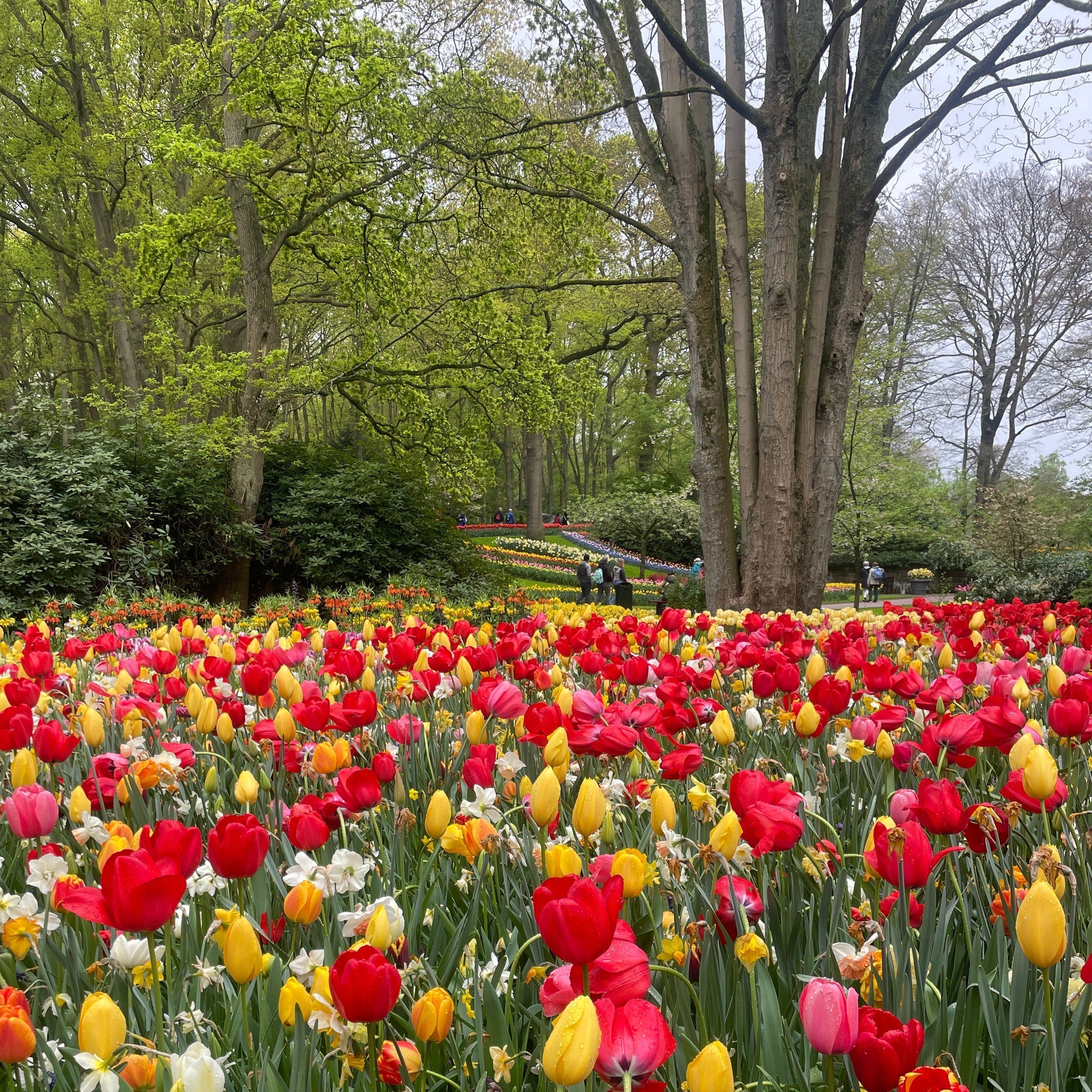 Keukenhof - Fluwel