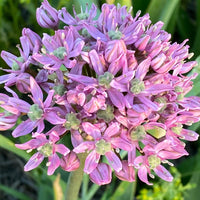 Allium (ail ornemental)