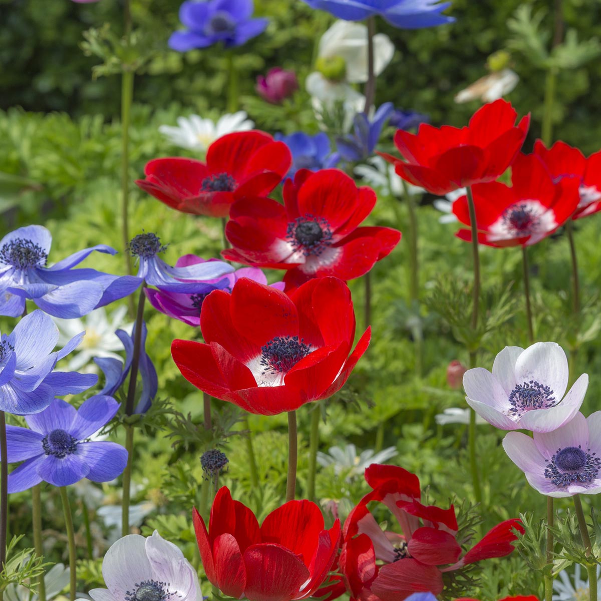 Anemone coronaria - fluwelnl