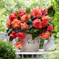 Bégonias