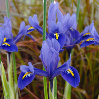 Bulbes de fleurs exceptionnels