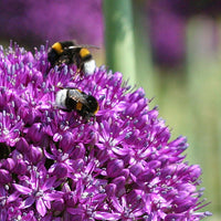 Bulbes de fleurs pour abeilles et insectes